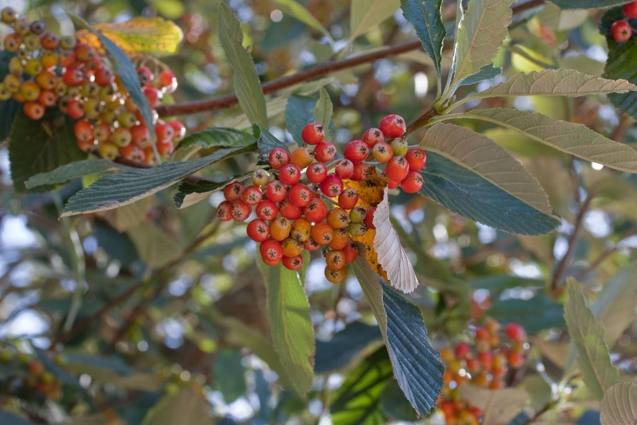 Sorbus aria-graeca x torminalis